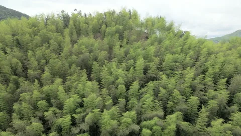 Chinese bamboo forest Stock Footage 235658939