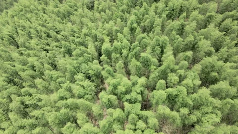 Chinese bamboo forest Stock Footage 235659115