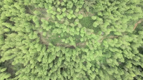 Chinese bamboo forest Stock Footage 235659987