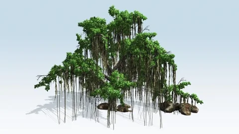 Chinese Banyan tree Video stock 296809625