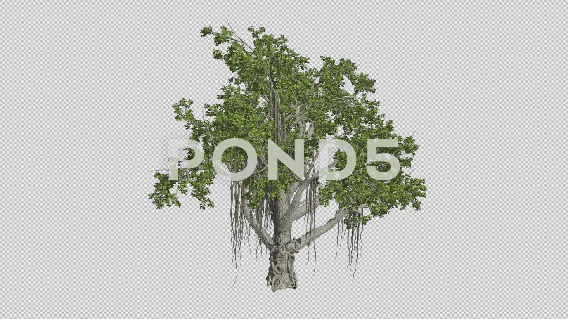 Chinese Banyan Tree Growth Animation | Stock Video | Pond5