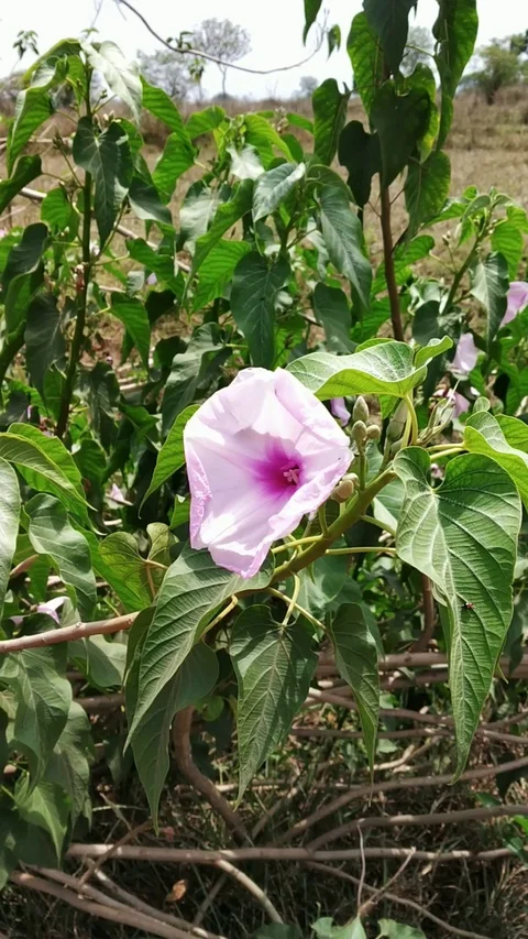 Chinese bell flower Stock Footage 127621535