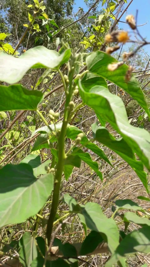 Chinese bell flower tree Stock Footage 127692373