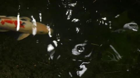Chinese big koi fish dark water Stock Footage 62224807