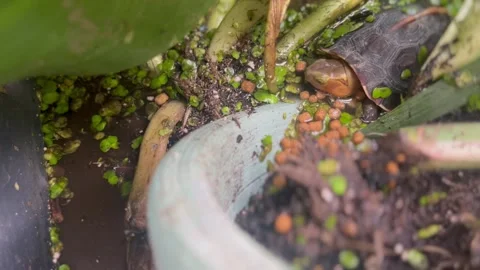 Chinese box turtle eating pellets Stock Footage 313700353