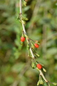 Chinese boxthorn Stock Photos