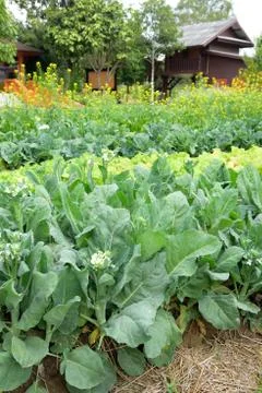 Chinese Broccoli Stock Photos