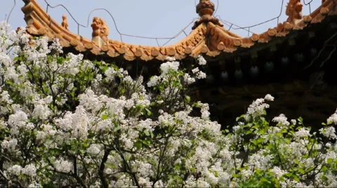 Chinese building Stock Footage 887623