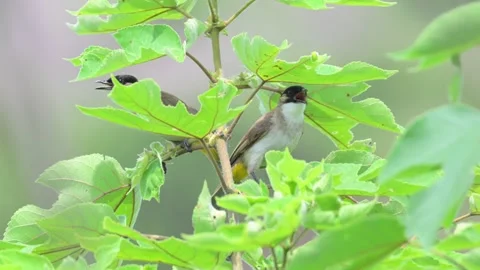 Chinese Bulbul Perched on Tree Branch Stock-Footage 342580566