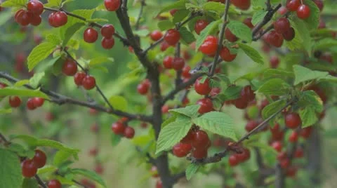 Chinese bush cherry 스톡 동영상 11359794