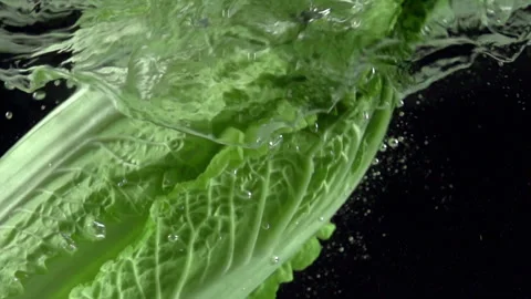 Chinese Cabbage 4K 422 Stock Footage 317581349