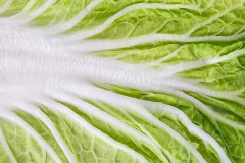 Chinese cabbage closeup background texture tasty fresh Stock Photos