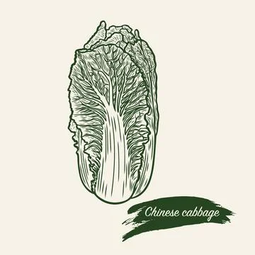 Chinese cabbage in engraving style Stock Illustration