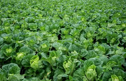 Chinese cabbage field Stockfoto's