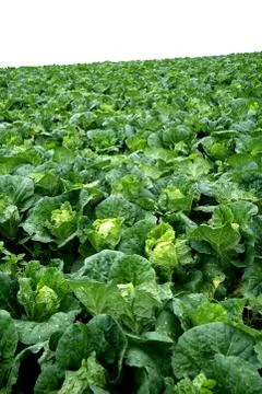 Chinese cabbage field Stock Photos