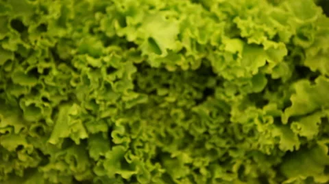 Chinese cabbage Stock Footage 44302365