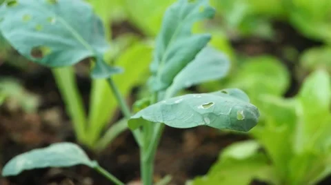 Chinese cabbage grown in vegetable land in Stock Footage 44146347