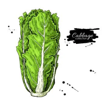 Chinese Cabbage hand drawn vector illustration. Vegetable artistic style il.. Stock Illustration