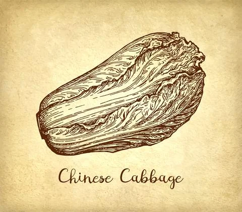 Chinese cabbage ink sketch Stock Illustration