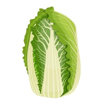Chinese cabbage isolated on background. Ilustración de archivo