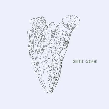 Chinese cabbage isolated on background. Vector illustration. Stock Illustration