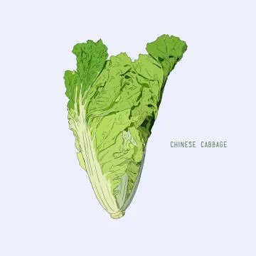 Chinese cabbage isolated on background. Vector illustration. Stock Illustration