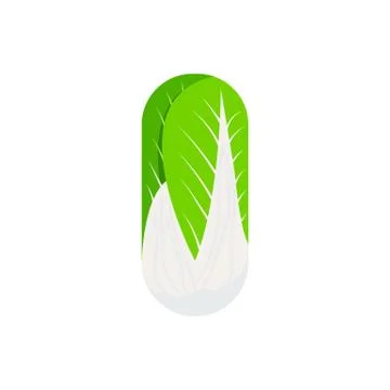 Chinese cabbage isolated on white background. Vector illustration. Stock Illustration