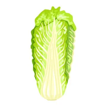 Chinese cabbage isolated on white background. Kind salad in flat style. Agric Ilustración de archivo