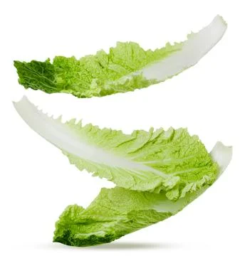 Chinese cabbage leaves falling on a white background. Isolated Stock Photos