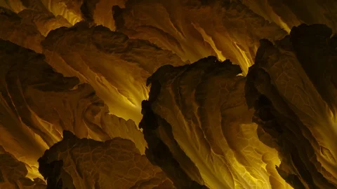 Chinese cabbage leaves rotating in 4K. Vídeos de archivo 86721771