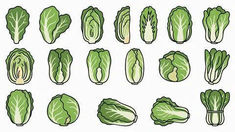 Chinese Cabbage Napa Cabbage Vector Illustration Set Stock Illustration