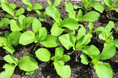 Chinese cabbage Stock Photos