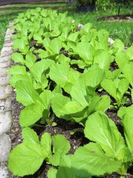 Chinese cabbage Stock Photos