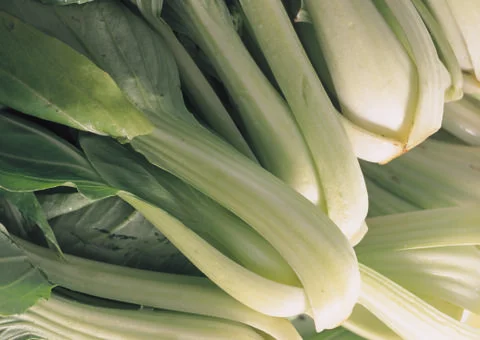 Chinese Cabbage Stock Photos