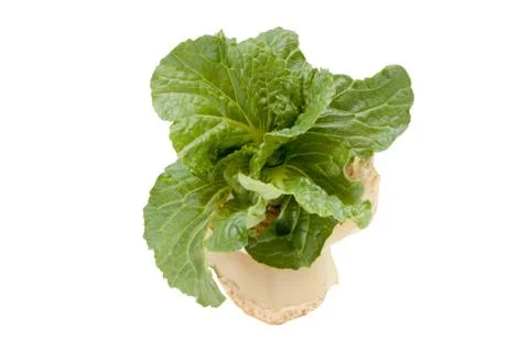 Chinese cabbage Stock Photos
