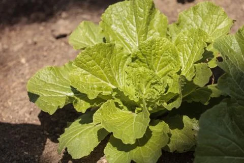 Chinese cabbage Stock Photos