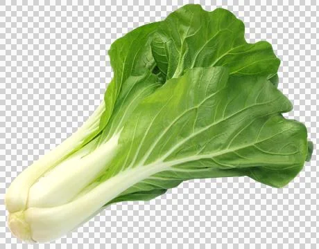 Chinese cabbage Stock Photos