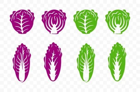 Chinese cabbage, red cabbage, cole and cauliflower, graphic design Stock Illustration