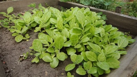 Chinese Cabbage seeding growing in an organic garden bed. Stock Footage 90861355