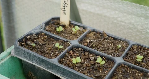 Chinese Cabbage seedlings Stock Footage 116766244