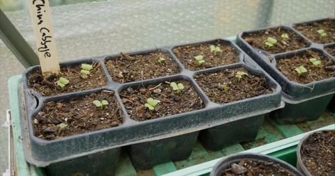 Chinese Cabbage seedlings Stock Footage 116766314