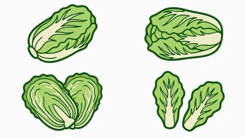 Chinese Cabbage Vector Set with Whole and Leaf Napa Cabbage Stock Illustration