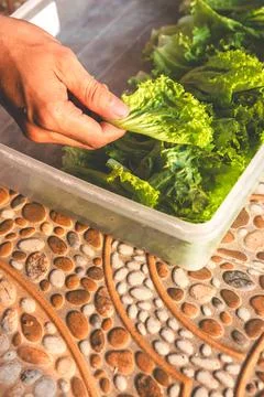 Chinese cabbage in a vertical position with the hand holding the chinese ca.. Stock Photos