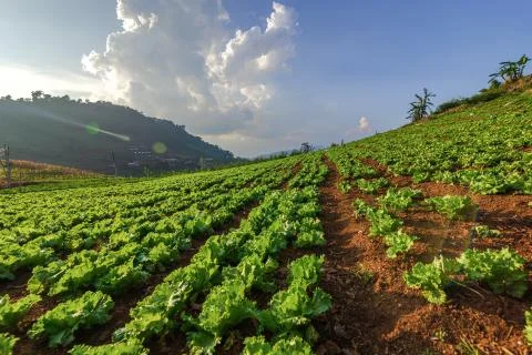The chinese cabbagevegetable farm field on the mountain. Farm, harvest, agric Stock-Fotos