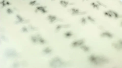 Chinese calligraphy Stock Footage 37820374