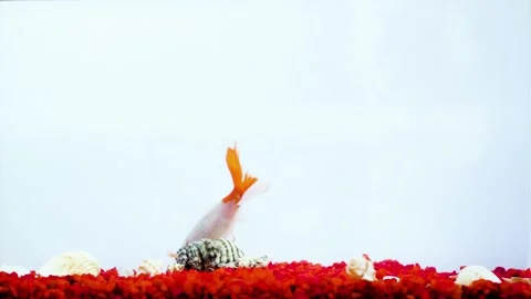 Chinese carp, kite fish or white and orange sarasa fish swimming in fish tank Stock Footage 219722167