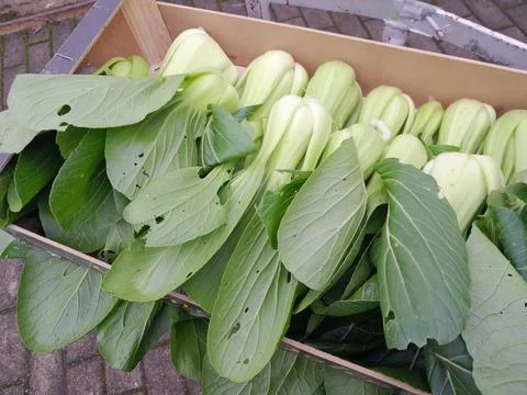 Chinese celery cabbage vegetable. Bok Choy Fotos Stock
