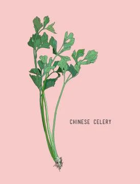 Chinese celery, sketch vector. Stock Illustration