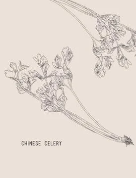 Chinese celery, sketch vector. Stock Illustration