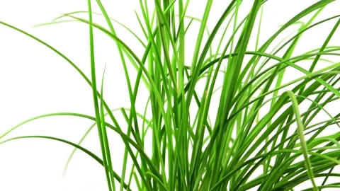 Chinese chives  in spring, vegetable and spice with young fresh, green leaves on Stock Footage 196963656